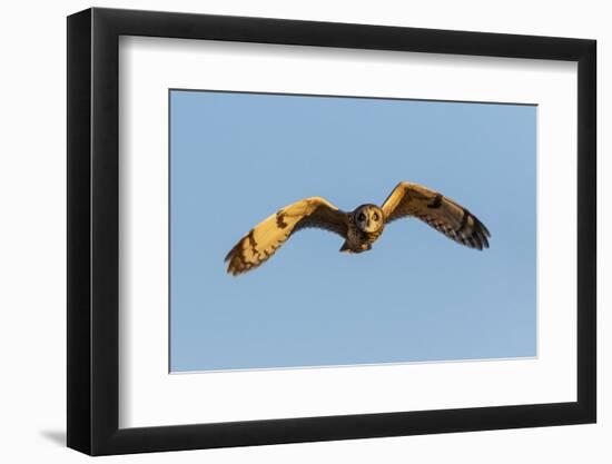 Short-eared owl flying, Prairie Ridge State Natural Area, Marion County, Illinois.-Richard & Susan Day-Framed Photographic Print