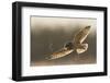 Short-Eared Owl Hunting-Ken Archer-Framed Photographic Print