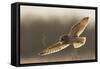 Short-Eared Owl Hunting-Ken Archer-Framed Stretched Canvas