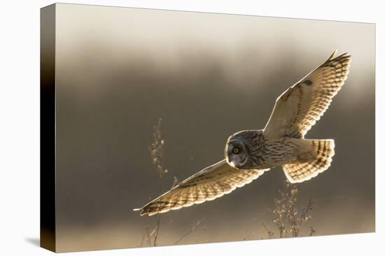 Short-Eared Owl Hunting-Ken Archer-Stretched Canvas