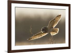 Short-Eared Owl Hunting-Ken Archer-Framed Photographic Print