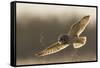 Short-Eared Owl Hunting-Ken Archer-Framed Stretched Canvas