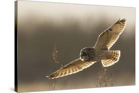 Short-Eared Owl Hunting-Ken Archer-Stretched Canvas