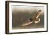 Short-Eared Owl Hunting-Ken Archer-Framed Photographic Print