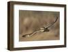 Short-Eared Owl Hunting-Ken Archer-Framed Photographic Print