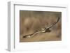 Short-Eared Owl Hunting-Ken Archer-Framed Photographic Print