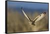 Short-eared owl hunting-Ken Archer-Framed Stretched Canvas