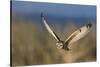 Short-eared owl hunting-Ken Archer-Stretched Canvas