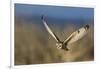 Short-eared owl hunting-Ken Archer-Framed Photographic Print