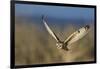 Short-eared owl hunting-Ken Archer-Framed Photographic Print