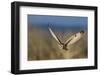 Short-eared owl hunting-Ken Archer-Framed Photographic Print