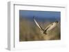 Short-eared owl hunting-Ken Archer-Framed Photographic Print