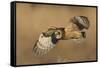 Short-eared owl hunting-Ken Archer-Framed Stretched Canvas