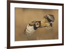 Short-eared owl hunting-Ken Archer-Framed Photographic Print