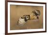 Short-eared owl hunting-Ken Archer-Framed Photographic Print