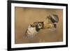 Short-eared owl hunting-Ken Archer-Framed Photographic Print