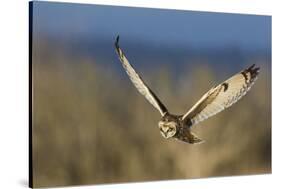 Short-eared owl hunting-Ken Archer-Stretched Canvas