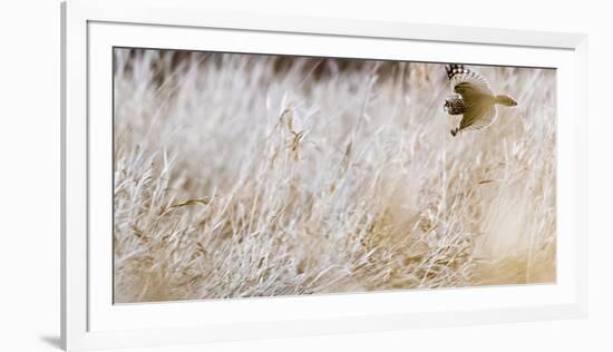 Short-eared owl in flight, Canada-Art Wolfe Wolfe-Framed Photographic Print