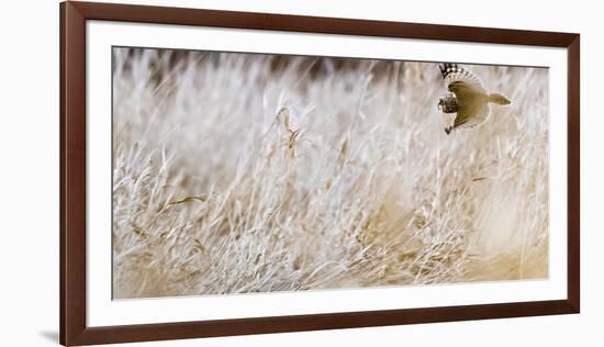 Short-eared owl in flight, Canada-Art Wolfe Wolfe-Framed Photographic Print