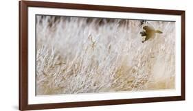 Short-eared owl in flight, Canada-Art Wolfe Wolfe-Framed Photographic Print