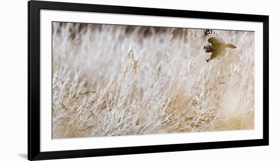 Short-eared owl in flight, Canada-Art Wolfe Wolfe-Framed Photographic Print