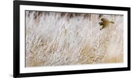 Short-eared owl in flight, Canada-Art Wolfe Wolfe-Framed Photographic Print