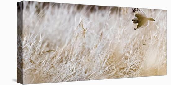 Short-eared owl in flight, Canada-Art Wolfe Wolfe-Stretched Canvas