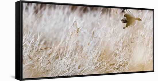 Short-eared owl in flight, Canada-Art Wolfe Wolfe-Framed Stretched Canvas