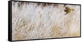 Short-eared owl in flight, Canada-Art Wolfe Wolfe-Framed Stretched Canvas