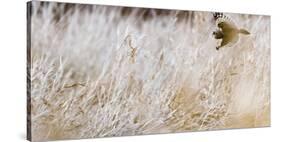 Short-eared owl in flight, Canada-Art Wolfe Wolfe-Stretched Canvas