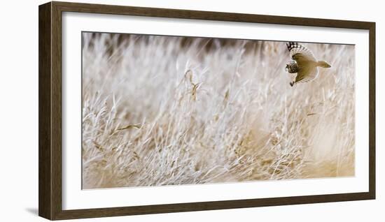 Short-eared owl in flight, Canada-Art Wolfe Wolfe-Framed Photographic Print