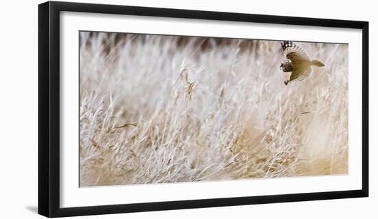 Short-eared owl in flight, Canada-Art Wolfe Wolfe-Framed Photographic Print