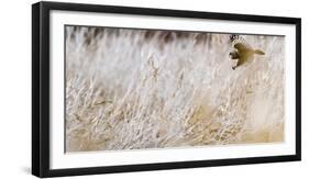 Short-eared owl in flight, Canada-Art Wolfe Wolfe-Framed Photographic Print