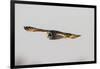 Short-Eared Owl in Flight. Prairie Ridge Sna, Marion, Illinois, Usa-Richard ans Susan Day-Framed Photographic Print