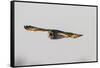 Short-Eared Owl in Flight. Prairie Ridge Sna, Marion, Illinois, Usa-Richard ans Susan Day-Framed Stretched Canvas