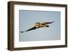 Short-Eared Owl in Flight, Prairie Ridge Sna, Marion, Illinois, Usa-Richard ans Susan Day-Framed Photographic Print