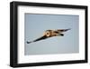 Short-Eared Owl in Flight, Prairie Ridge Sna, Marion, Illinois, Usa-Richard ans Susan Day-Framed Photographic Print