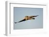 Short-Eared Owl in Flight, Prairie Ridge Sna, Marion, Illinois, Usa-Richard ans Susan Day-Framed Photographic Print