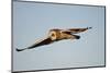 Short-Eared Owl in Flight, Prairie Ridge Sna, Marion, Illinois, Usa-Richard ans Susan Day-Mounted Photographic Print