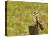 Short Eared Owl in Spring Snowfall at Nineopie Wma, Montana, USA-Chuck Haney-Stretched Canvas