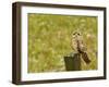 Short Eared Owl in Spring Snowfall at Nineopie Wma, Montana, USA-Chuck Haney-Framed Photographic Print