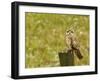 Short Eared Owl in Spring Snowfall at Nineopie Wma, Montana, USA-Chuck Haney-Framed Photographic Print