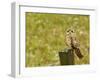 Short Eared Owl in Spring Snowfall at Nineopie Wma, Montana, USA-Chuck Haney-Framed Photographic Print