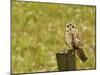 Short Eared Owl in Spring Snowfall at Nineopie Wma, Montana, USA-Chuck Haney-Mounted Photographic Print