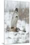 Short Eared Owl in Winter-Krista Mosakowski-Mounted Giclee Print