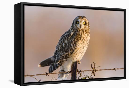 Short-Eared Owl on Fence Post Prairie Ridge Sna, Marion, Illinois, Usa-Richard ans Susan Day-Framed Stretched Canvas