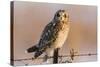 Short-Eared Owl on Fence Post Prairie Ridge Sna, Marion, Illinois, Usa-Richard ans Susan Day-Stretched Canvas