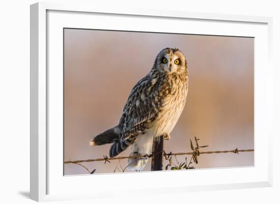 Short-Eared Owl on Fence Post Prairie Ridge Sna, Marion, Illinois, Usa-Richard ans Susan Day-Framed Photographic Print