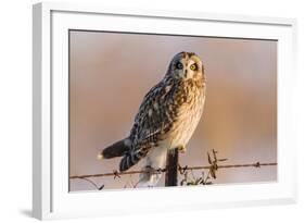 Short-Eared Owl on Fence Post Prairie Ridge Sna, Marion, Illinois, Usa-Richard ans Susan Day-Framed Photographic Print