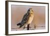 Short-Eared Owl on Fence Post Prairie Ridge Sna, Marion, Illinois, Usa-Richard ans Susan Day-Framed Photographic Print